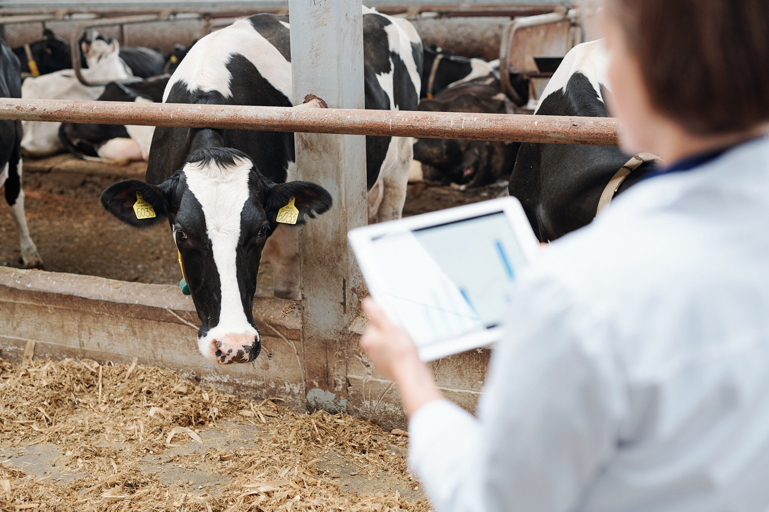 Understanding Animal Mortality Insurance: Protection for Livestock Owners